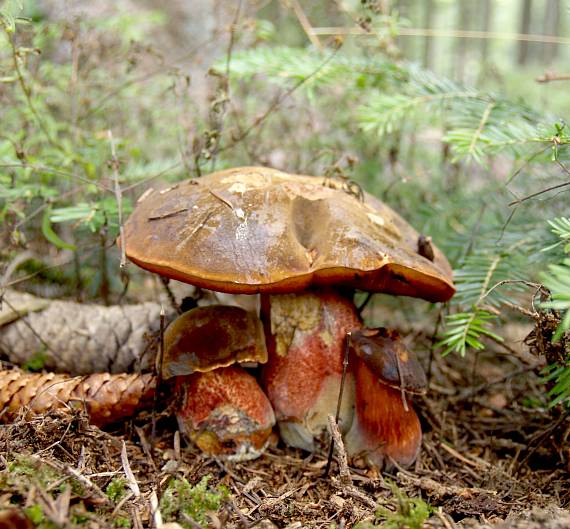 hríb zrnitohlúbikový Sutorius luridiformis (Rostk.) G. Wu & Zhu L. Yang