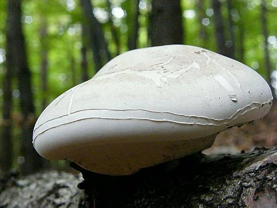 brezovník obyčajný Fomitopsis betulina (Bull.) B.K. Cui, M.L. Han & Y.C. Dai