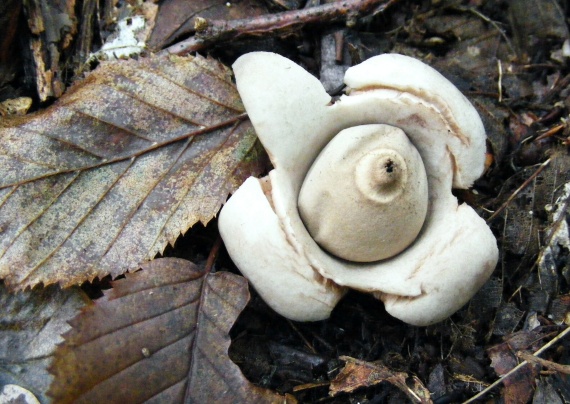 hviezdovka trojitá Geastrum triplex Jungh.