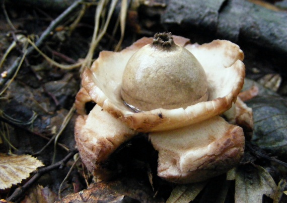 hviezdovka trojitá Geastrum triplex Jungh.