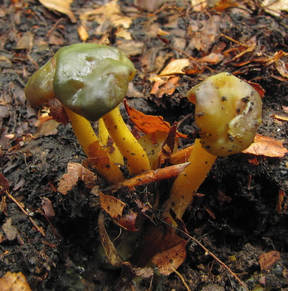 klincovka slizká Leotia lubrica (Scop.) Pers.