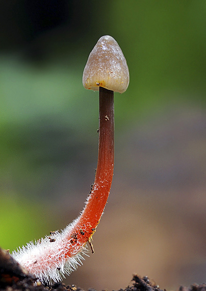 prilbička šafranová Mycena crocata (Schrad.) P. Kumm.