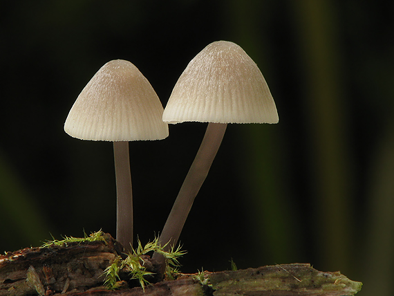 prilbička Mycena sp.