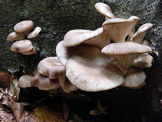 hliva buková Pleurotus pulmonarius (Fr.) Quél.