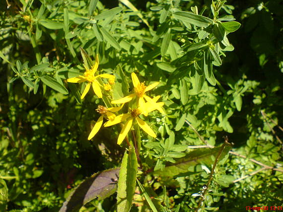 starček Senecio sp.