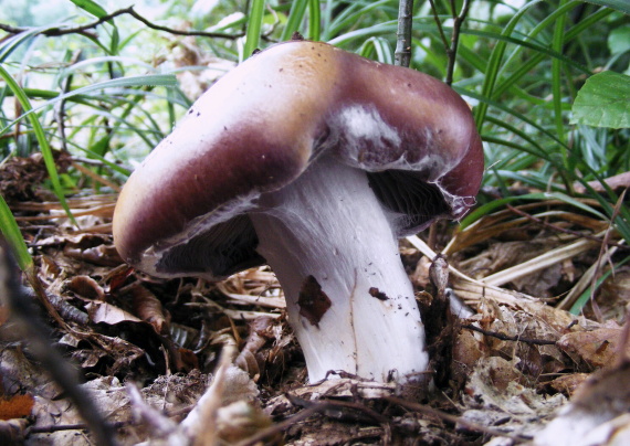 čirovka mydlová ? Tricholoma saponaceum (Fr.) P. Kumm.