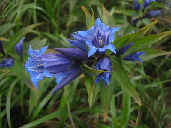 horec luskáčovitý Gentiana asclepiadea  L.