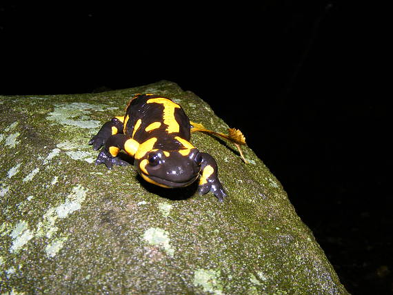 salamandra škvrnitá