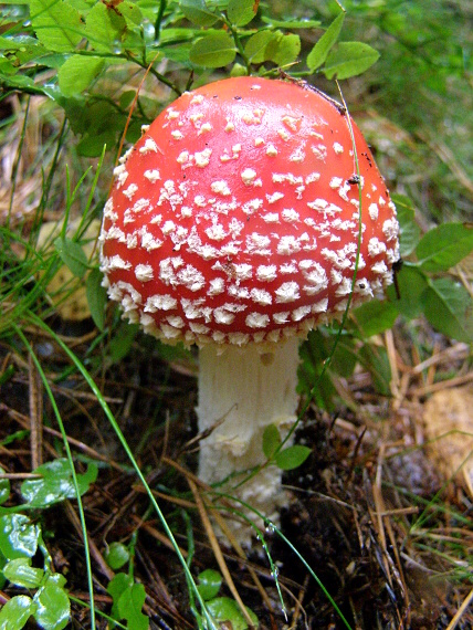 muchomůrka červená Amanita muscaria (L.) Lam.