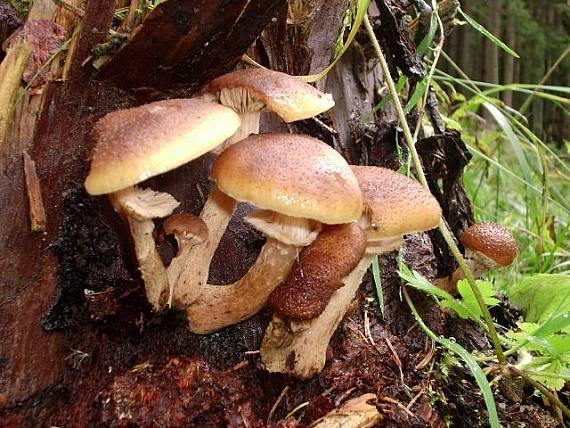 podpňovka tmavá Armillaria ostoyae (Romagn.) Herink