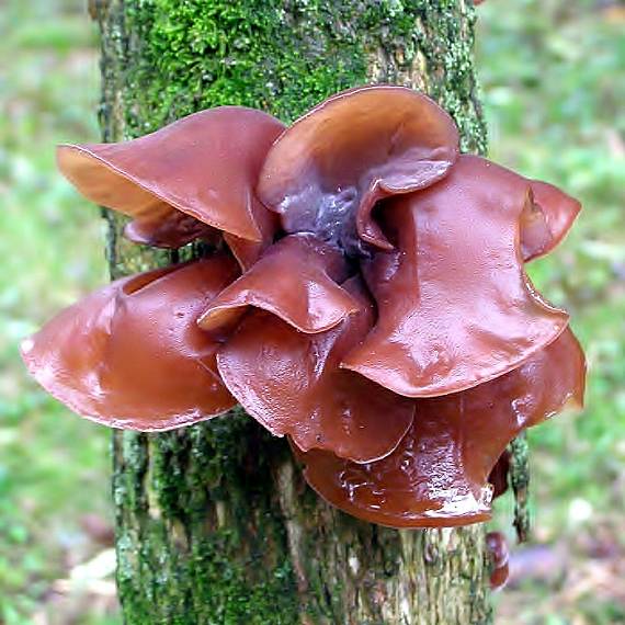 uchovec bazový-Boltcovitka ucho Jidášovo Auricularia auricula-judae (Bull.) Quél.