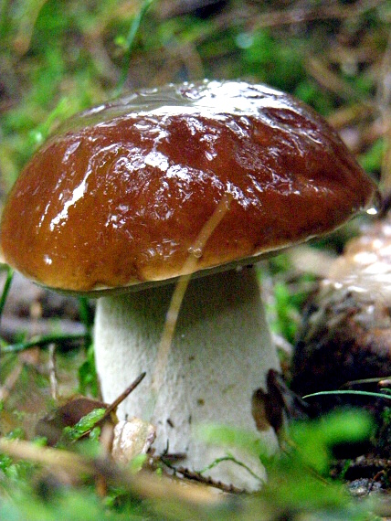 hřib smrkový Boletus edulis  Bull.