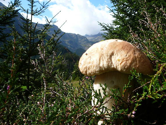 hríb smrekový  Boletus edulis  Bull.