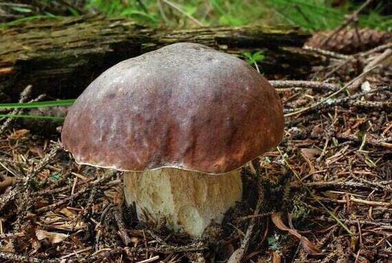 hríb smrekový Boletus edulis Bull.