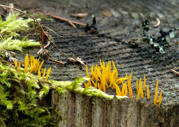 parôžkovec malý Calocera cornea (Fr.) Loud.