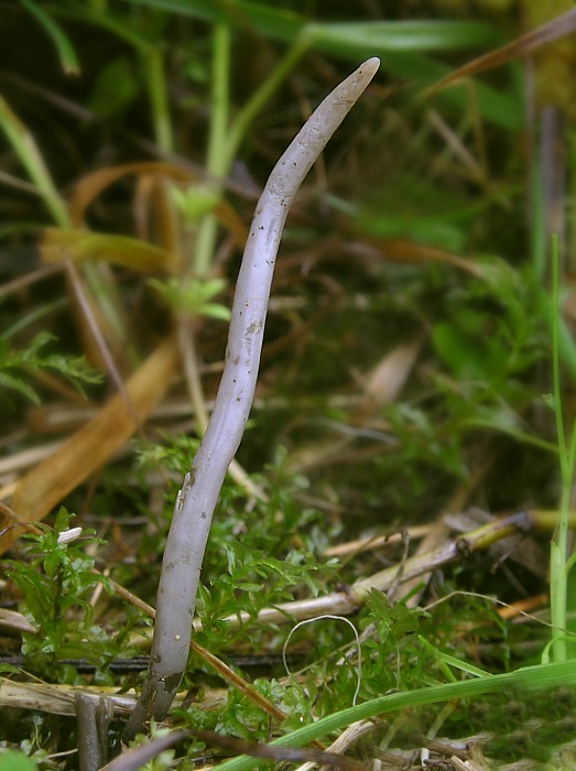 kyjačik Clavaria grelletii