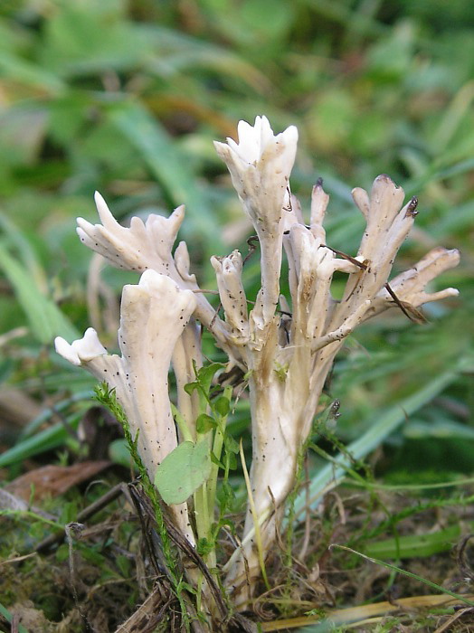 konárovka Clavulina sp.