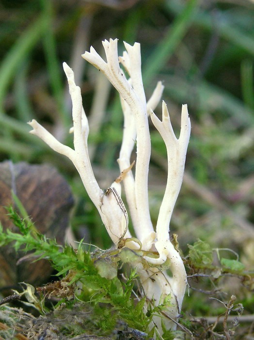 konárovka Clavulina sp.