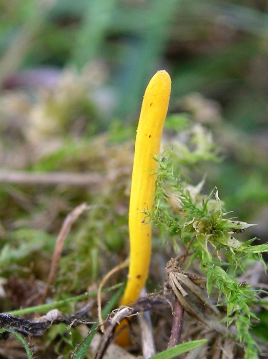 pakonárovka žltooranžová? Clavulinopsis helvola?