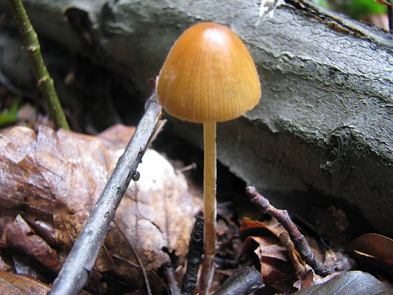 kapucňovec Conocybe sp.