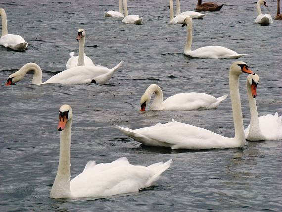 labuť veľká Cygnus olor