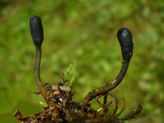 žezlovka srnková Elaphocordyceps ophioglossoides (Ehrh.) G. H. Sung, J. M. sung, Hywel - Jones, Spatafora