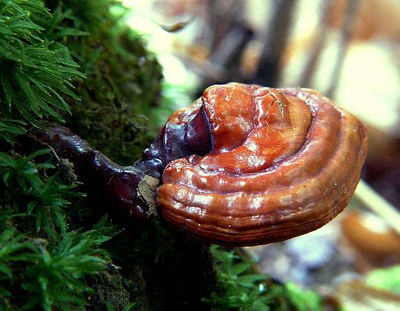 lesklokôrovka obyčajná Ganoderma licidum