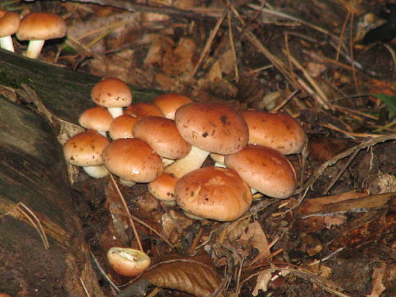 strapcovka tehlovočervená  Hypholoma lateritium (Schaeff.) P. Kumm.