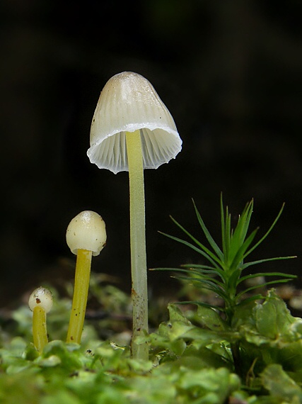 prilbička slizká Mycena epipterygia (Scop.) Gray