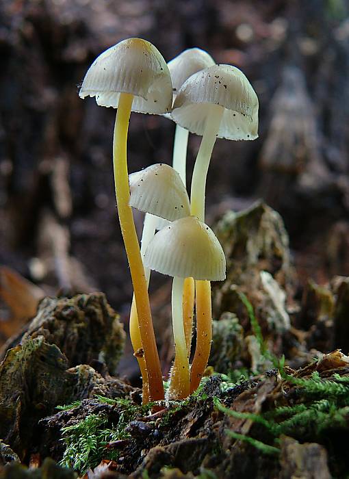 prilbička naklonená Mycena inclinata (Fr.) Quél.