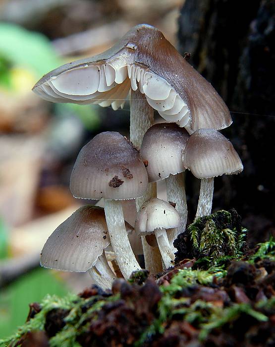 prilbička Mycena sp.