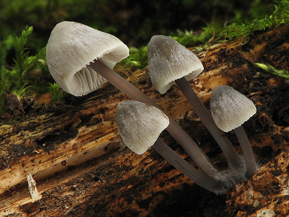 prilbička Mycena sp.