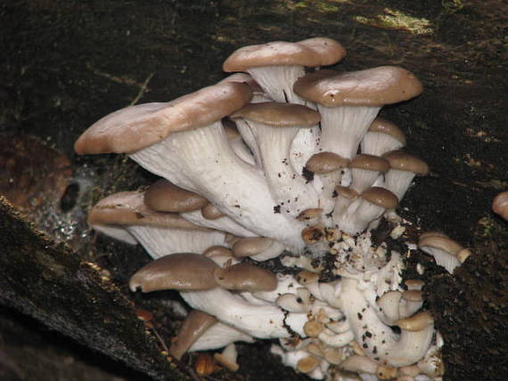 hliva buková Pleurotus pulmonarius (Fr.) Quél.