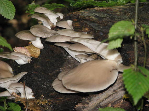 hliva buková Pleurotus pulmonarius (Fr.) Quél.