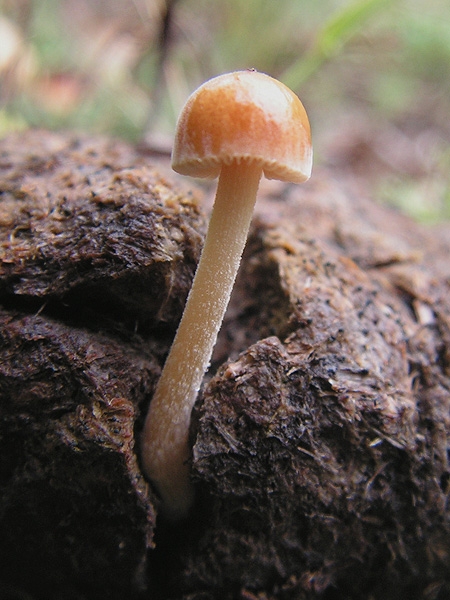 holohlavec výkalový? Psilocybe coprophila?