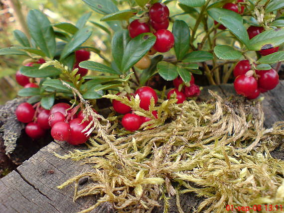 brusnica pravá Vaccinium vitis-idaea L.