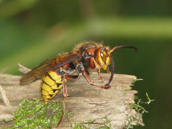 sršeň Vespa crabro