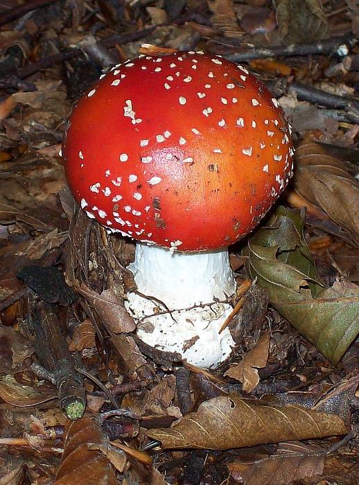 muchotrávka červená Amanita muscaria (L.) Lam.