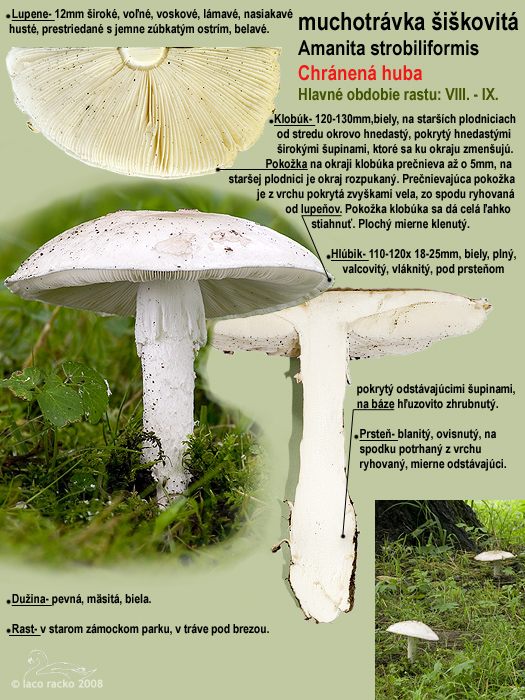 muchotrávka šiškovitá Amanita strobiliformis Gonn. & Rabenh.