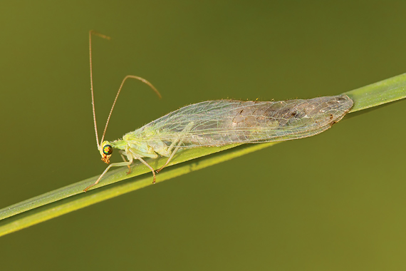 zlatoočka obyčajná Chrysopa carnea