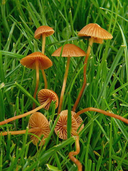 kapucňovec Conocybe sp.