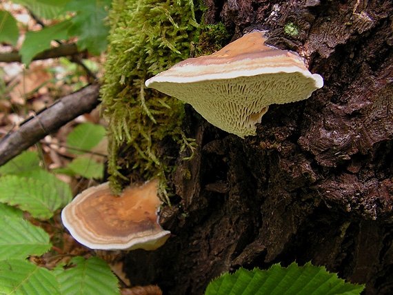 sieťkovček červenkastý Daedaleopsis confragosa (Bolton) J. Schröt.