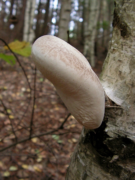 brezovník obyčajný Fomitopsis betulina (Bull.) B.K. Cui, M.L. Han & Y.C. Dai