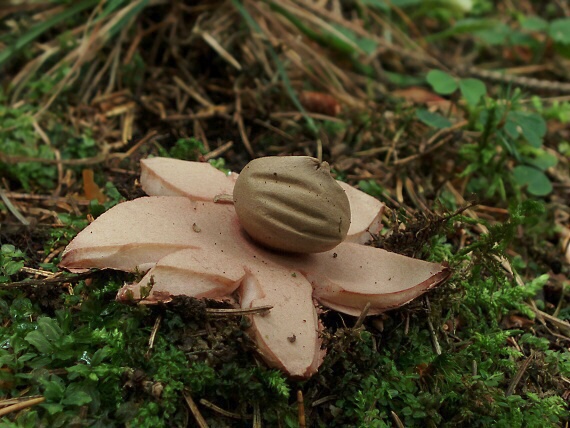 hviezdovka červenkastá Geastrum rufescens Pers.