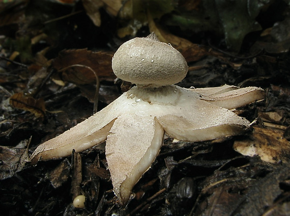 hviezdovka golierikovitá Geastrum striatum DC.