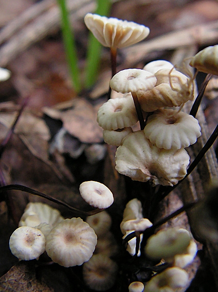 tanečnica golieriková Marasmius rotula (Scop.) Fr.