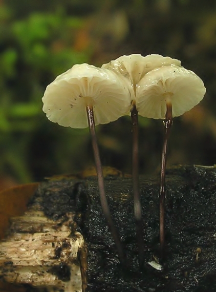 tanečnica golieriková Marasmius rotula (Scop.) Fr.