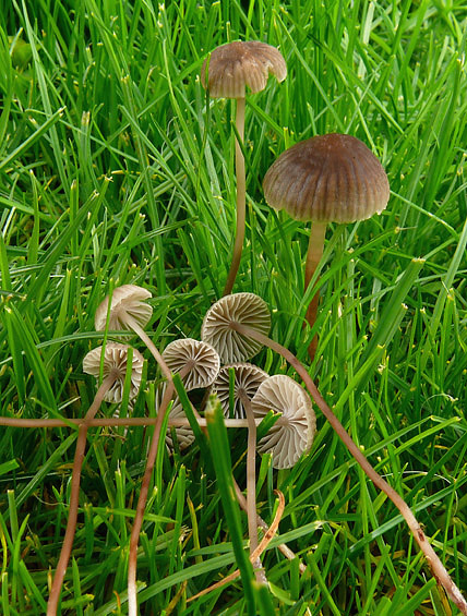 prilbička obyčajná Mycena cf.vulgaris