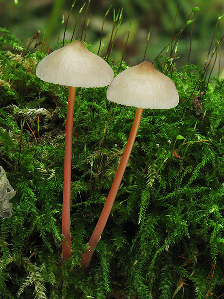 prilbička šafranová Mycena crocata (Schrad.) P. Kumm.