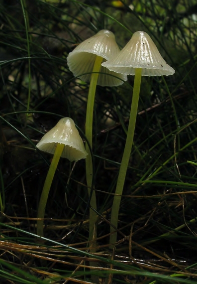 prilbička slizká Mycena epipterygia (Scop.) Gray